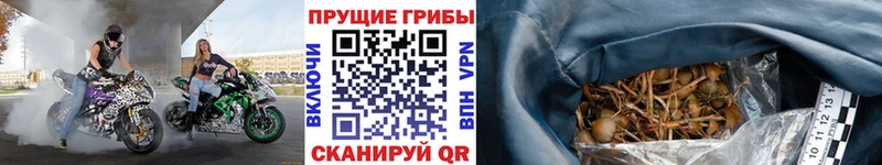 продажа наркотиков Калач Псилоцибиновые грибы GOLDEN TEACHER